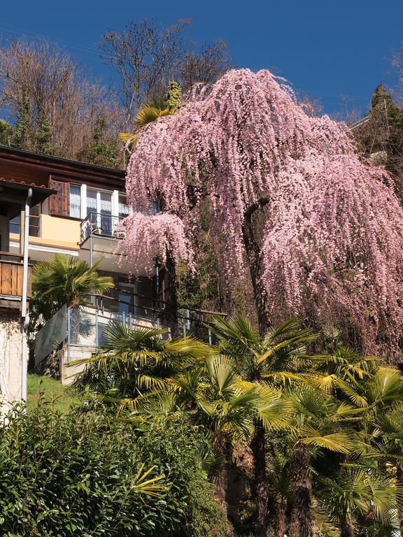 Casa Sibylle Bei Locarno Apartment Luaran gambar